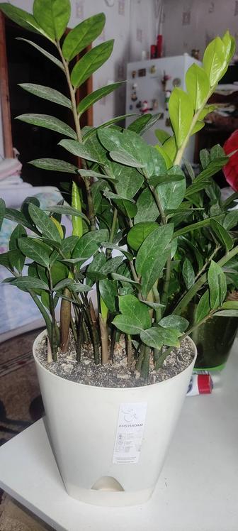 Замиокулькас новый отличный