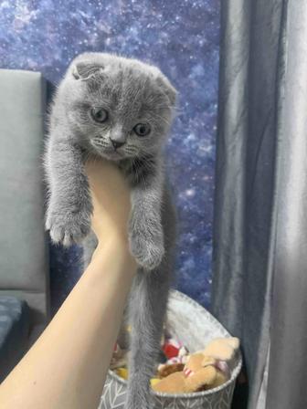 Скотишь Фолд (вислоухие шотландцы)