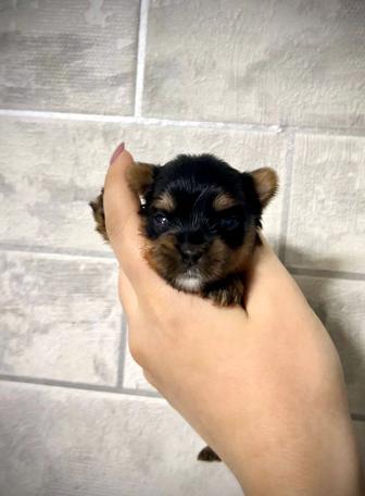 Йоркширские терьеры мальчики миники