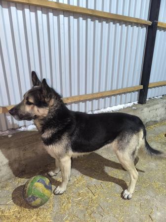 Отдам собаку в добрые руки