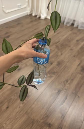 Продается отросток комнатного растения