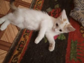 Котенок Бусинка