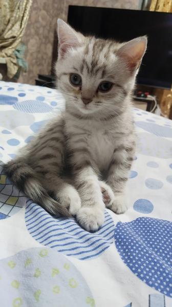 Продам шотландского котенка мальчик