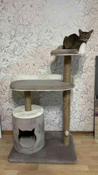 Когтеточка большая