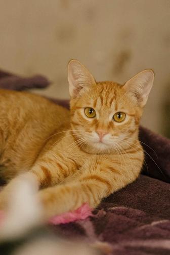 Котенок подросток ищет дом