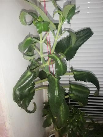 Комнатное растение каланхоэ дегремона