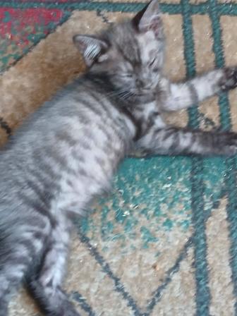Отдам котенка