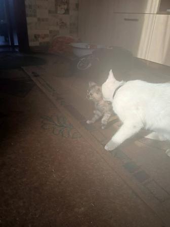 Отдам котят