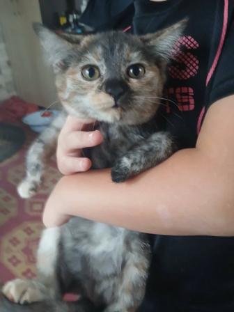 Отдам кошечку