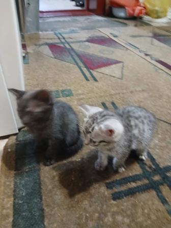 Отдам котенка