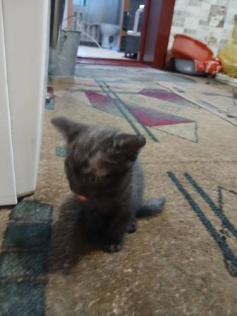 Отдам котенка
