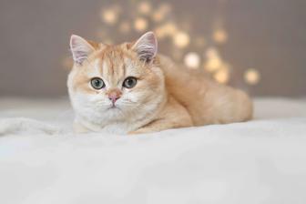 Британская золотая шиншилла