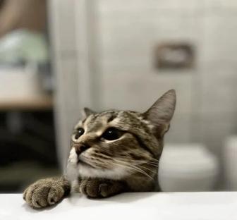 Отдам кошку в хорошие руки