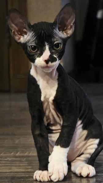 Велюровый сфинкс