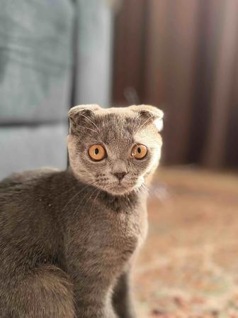 Отдам кошку(1,2мес)