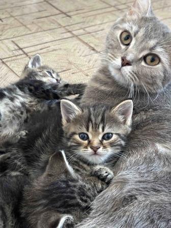 Котята