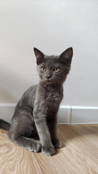 Котенок мальчик в добрые руки