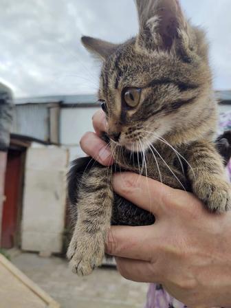 Отдам котят 4 мес. девочка и мальчик