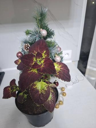 Колеусы вегетативные и семенные