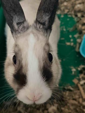 Отдадим декоративного кролика бесплатно