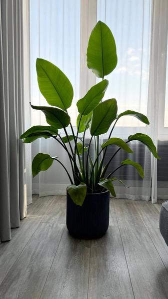 Уход за комнатными растениями