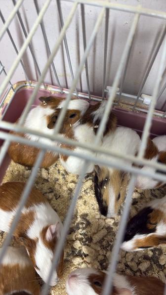 Морские свинки