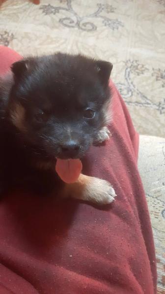 Отдам в хорошие руки щенка