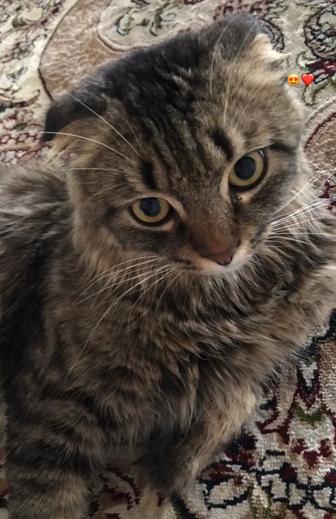 Отдам кота