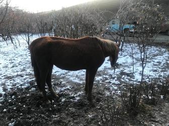 Продается лошадь / жылқы сатылады