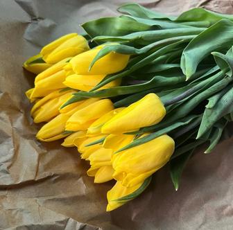 Продам тюльпаны