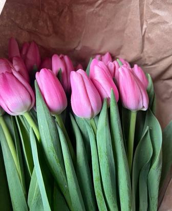 Продам тюльпаны