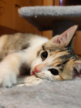 Девочка 2.5 месяца