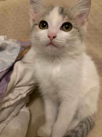 Котенок.Отдам даром