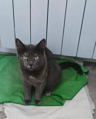 Кошка стерилизованная домашняя порода русская голубая.