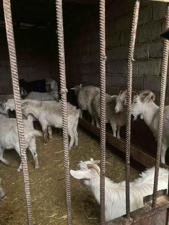 Орыс ешкылер сатылады