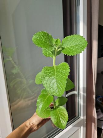 Мята комнатная