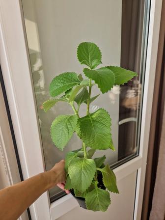 Мята комнатная