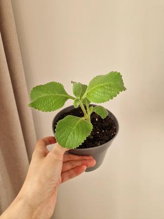 Мята комнатная