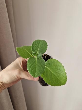 Мята комнатная