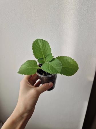 Мята комнатная