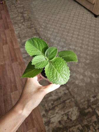 Мята комнатная