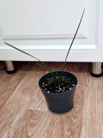 Зефирантес, комнатный цветок