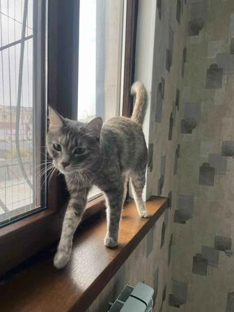 Готовые котики ищут дом