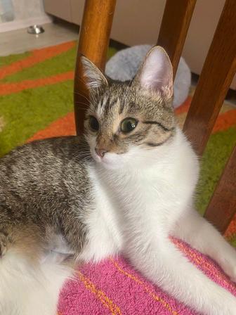 Готовые котики ищут дом