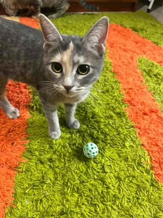 Готовые котики ищут дом