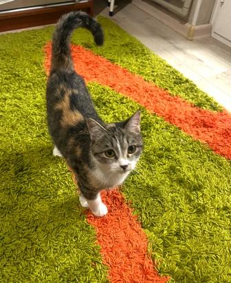 Ласковые котятки ищут дом