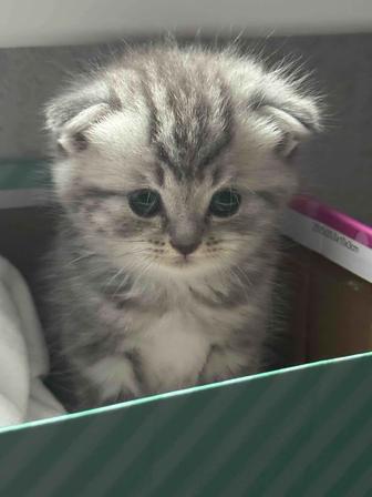 Продам котят шотландских