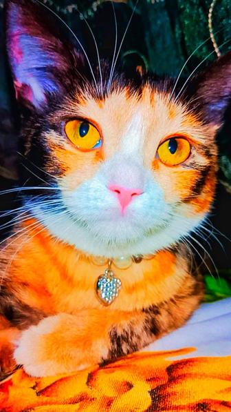 Хэппи ждет семью