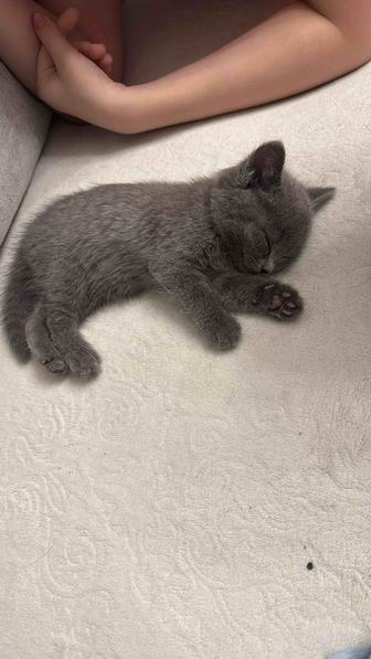 Британский котенок