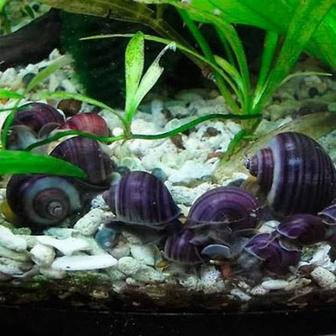 Ампулярия черничного окраса